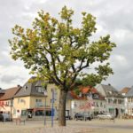 EM Baumpflege in der Stadt Usingen
