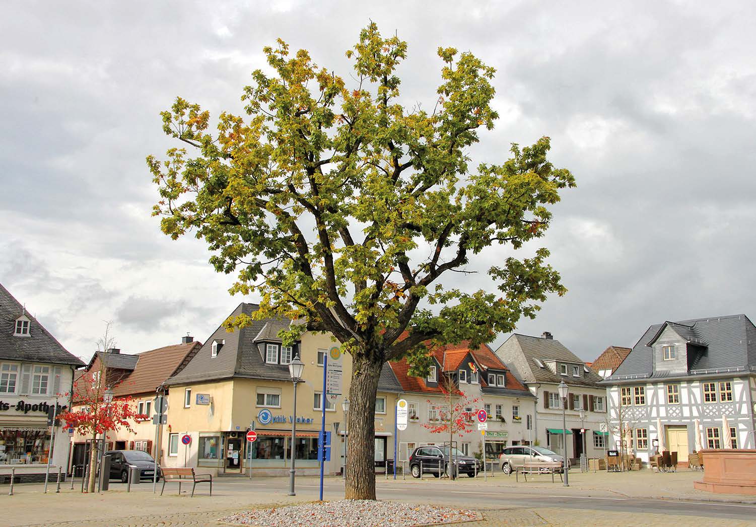 EM Baumpflege in der Stadt Usingen