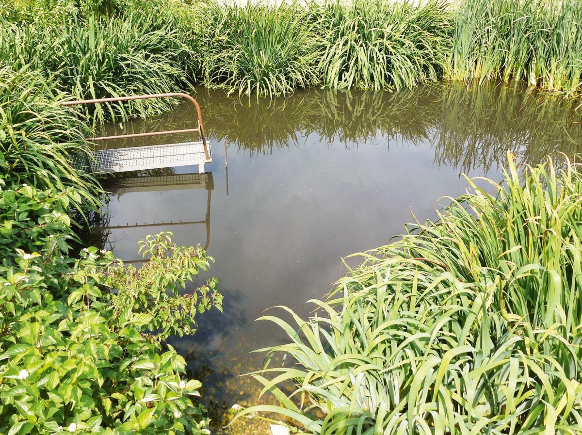 Schönungsteich in Wagneritz