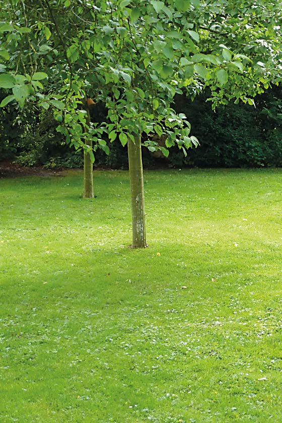 EM_51_MOKA Baum