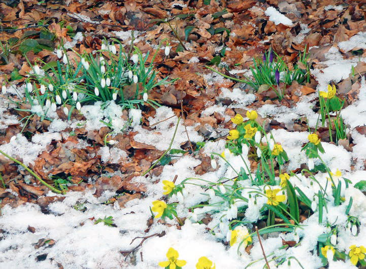 Blumen bei Frost
