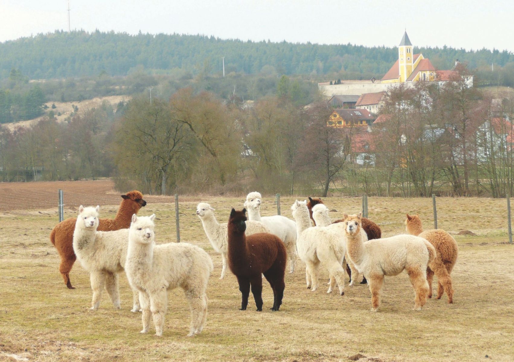 Alpaka Herde in Oberfranken