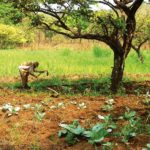 In Kamerun hat UTAMTSI Flächen gekauft, um dort den Kaffee, Kakao- und Gemüse- Anbau mit EM zu erproben.
