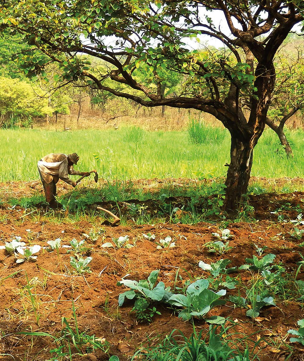 In Kamerun hat UTAMTSI Flächen gekauft, um dort den Kaffee, Kakao- und Gemüse- Anbau mit EM zu erproben.