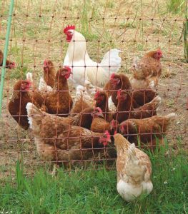 Prächtige, freilaufende EMHühner mit ihrem Hahn, die in dem mobilen Hühnerstall von Rafael Müller wohnen.
