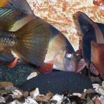 EMversorgte Fische entwickeln eine leuchtende Farbigkeit.