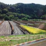 Das Reisfeld des Bauern Hidetochi Suzuki nach der Ernte 2012.