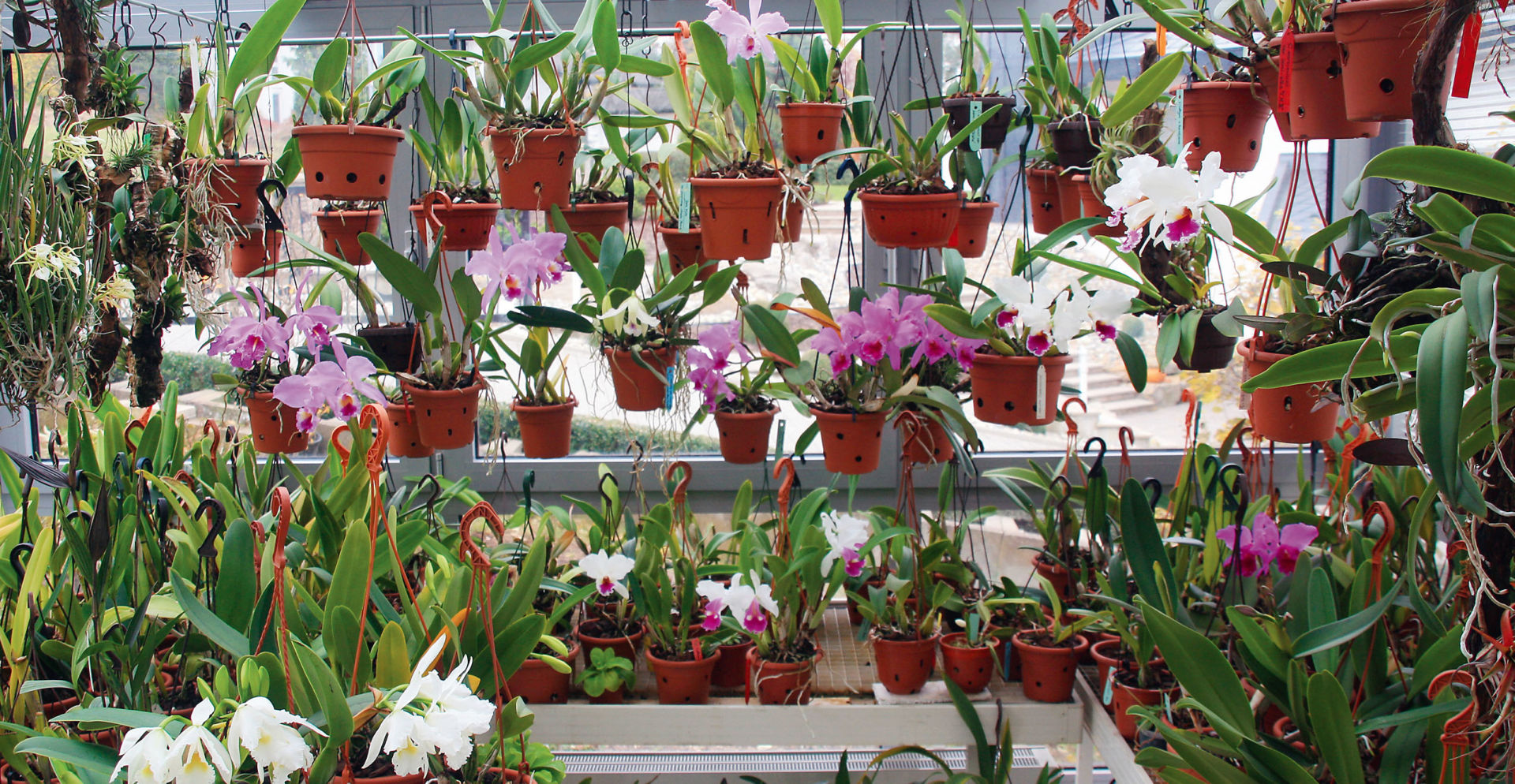 Ein Blick in Manfred Treus Orchideenparadies
