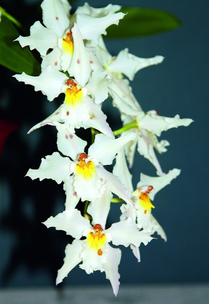 Cattleya maxima var. coerulea (Peru)