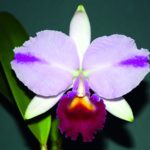 Cattleya trianae „Mooreana“ aus Kolumbien