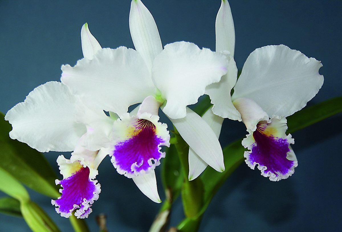 Cattleya labiata var. semialba „Perola rubra“ aus Brasilien