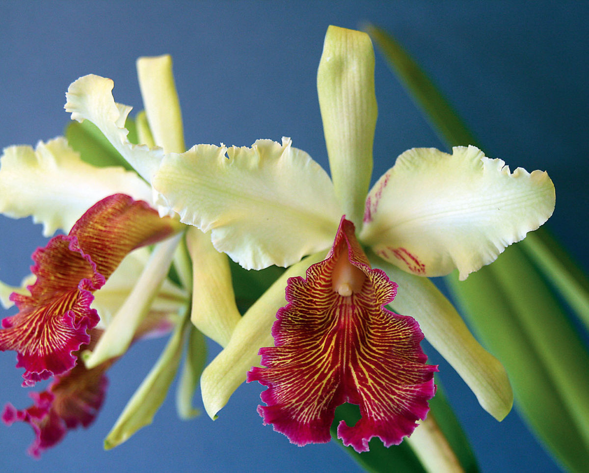 Ein Blütenwunder aus Kolumbien (Cattleya dowiana var. aurea)