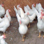 Mit EM versorgte Hühner in einem Schweizer Legebetrieb
