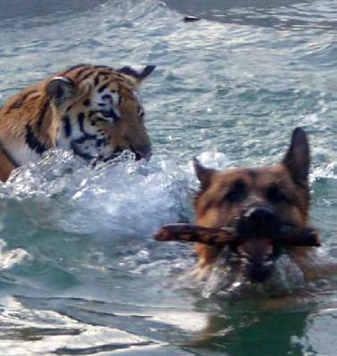 Spiel im Wasser: Die einjährige Shima hat Cliff in der Grösse längst überrundet.