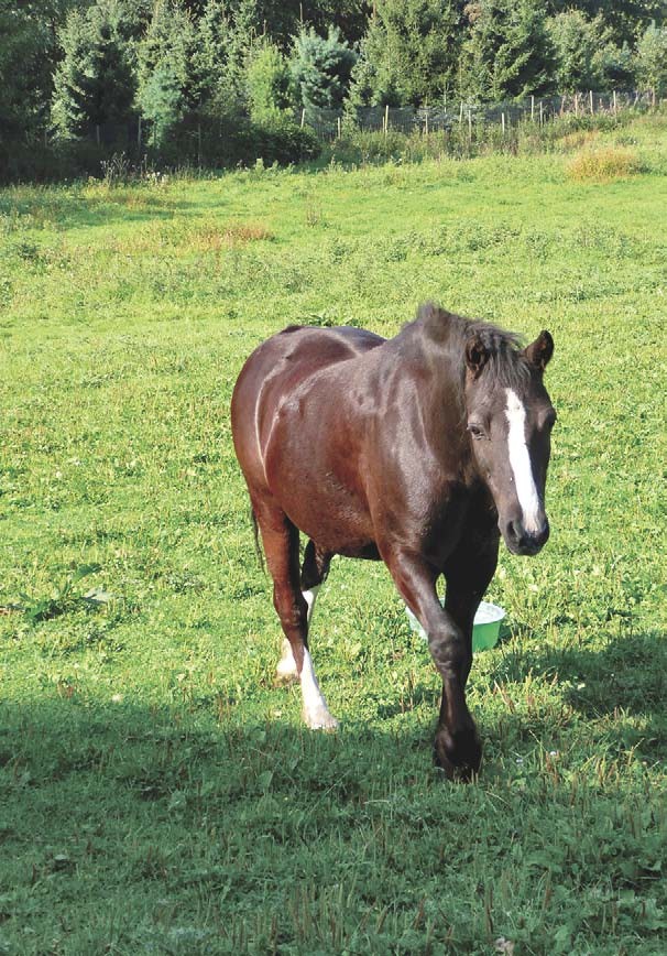 EM-gepflegtes Pony