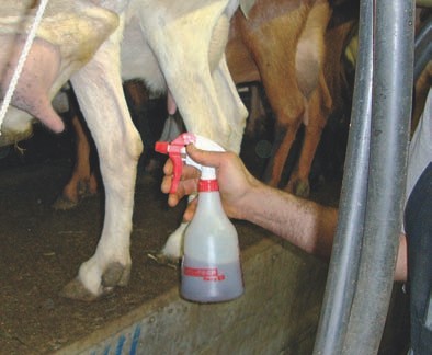 Eine EM-Lösung dient der regelmäßigen Euterpflege.