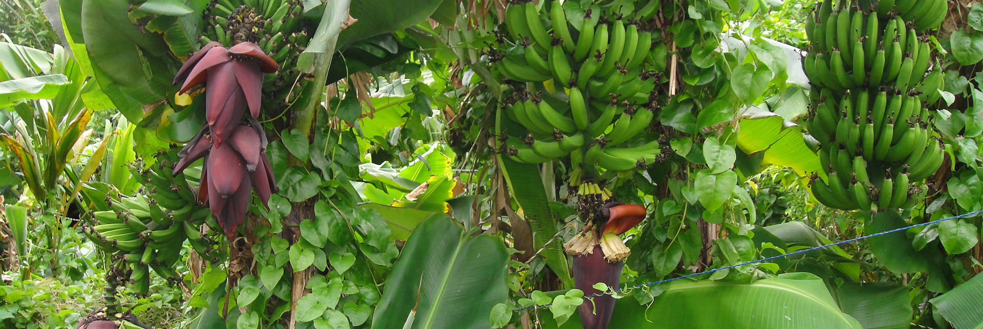EM e.V. Bananen