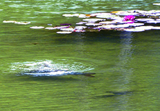 Große Karpfen in gesundem Wasser