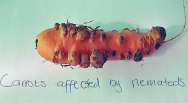 Nematoden auf Karotten ohne EMa-Behandlung
