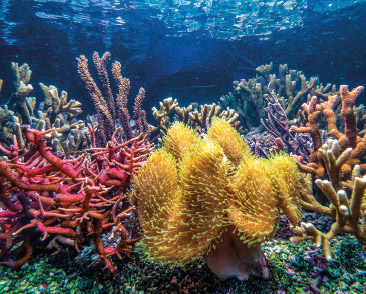 Zum Innehalten: Korallen im Aquarium