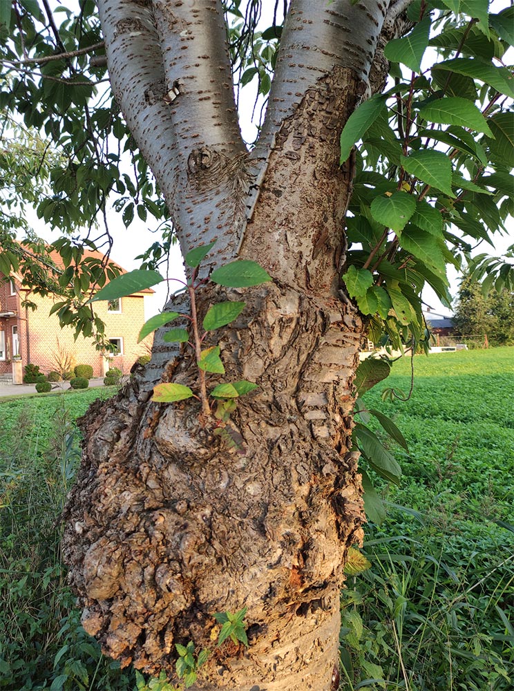 Obstbaumkrebs