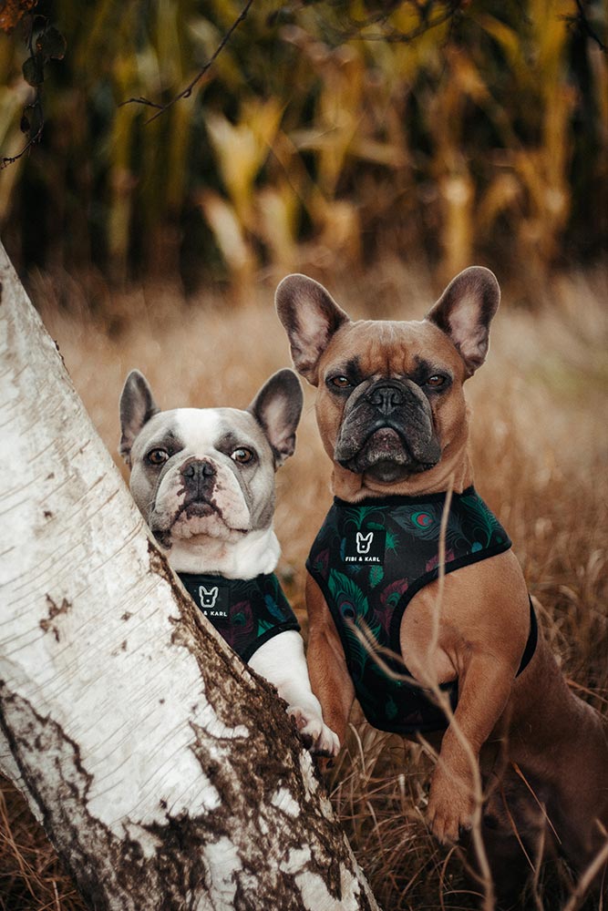 Lio und Finley