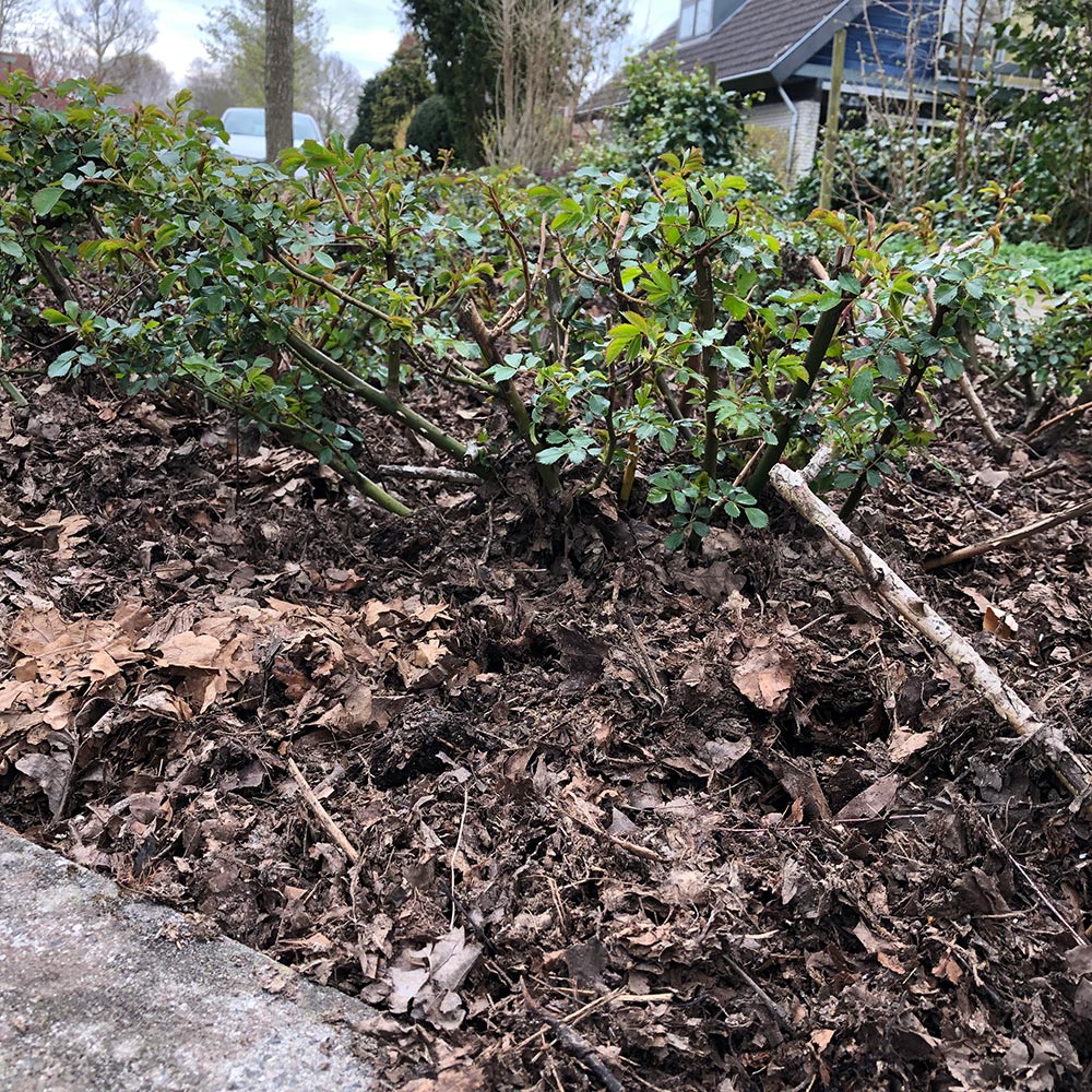 Mulchschicht