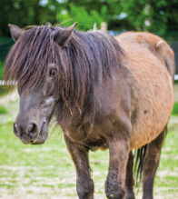 Pony Fritz
