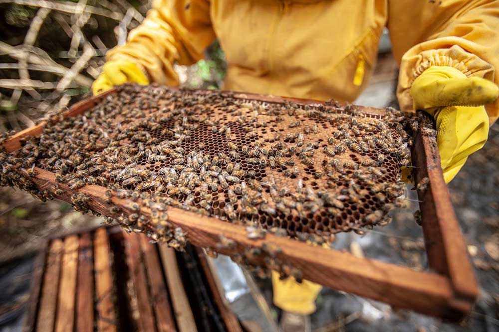 Bienenzucht