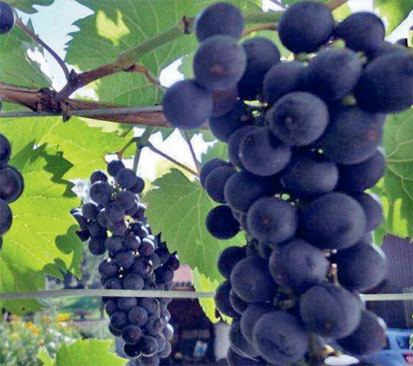 Trauben