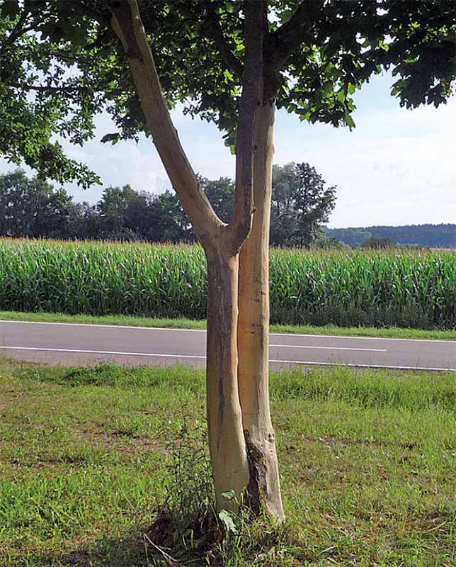 Ahorn Baum