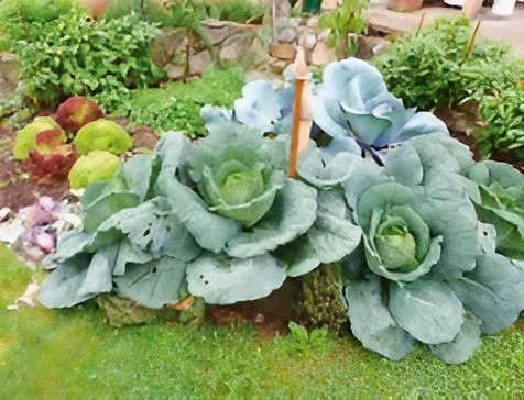Gemüsegarten