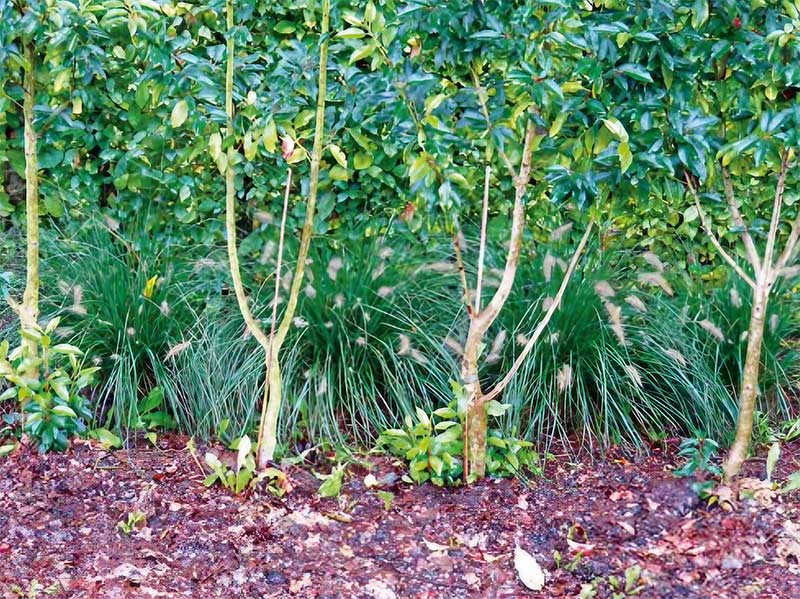 Sträucher und Stauden mit Bokashi
