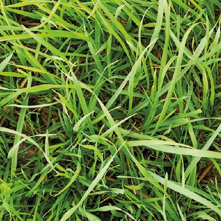 Gras