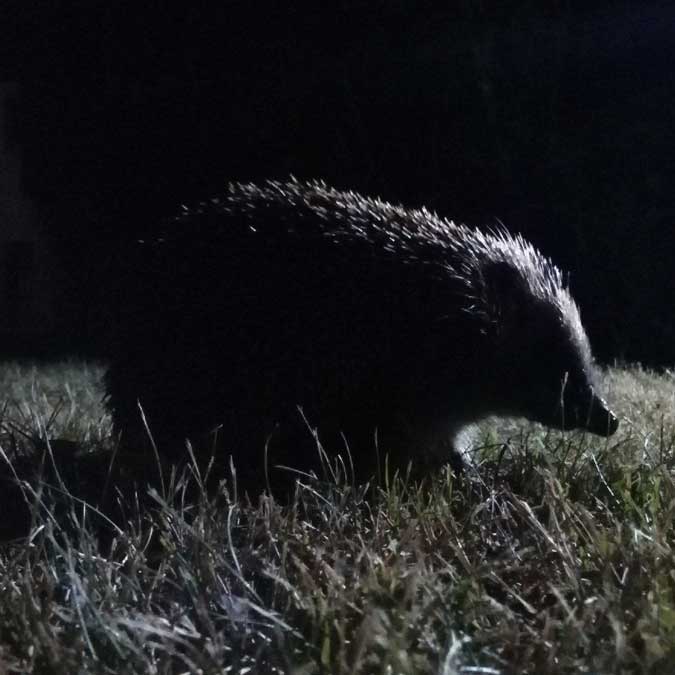 Garten bei Nacht